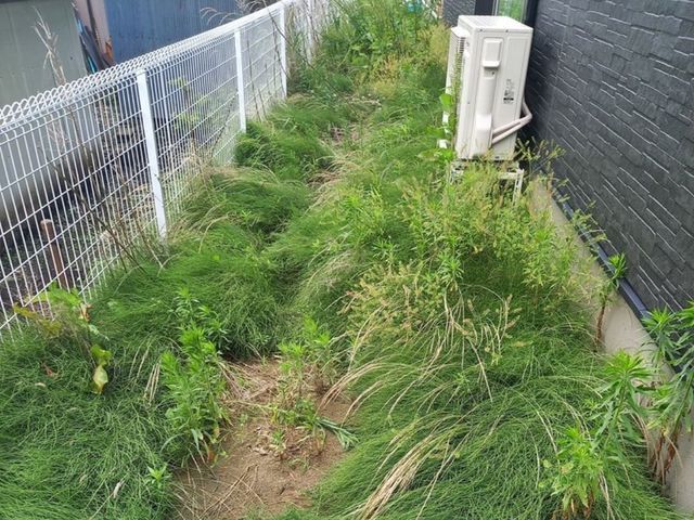 草むしり(手作業)