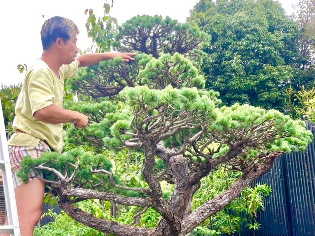おしゃれに可愛くできますよ!手入れの仕方により全く違うお庭にすることができます。