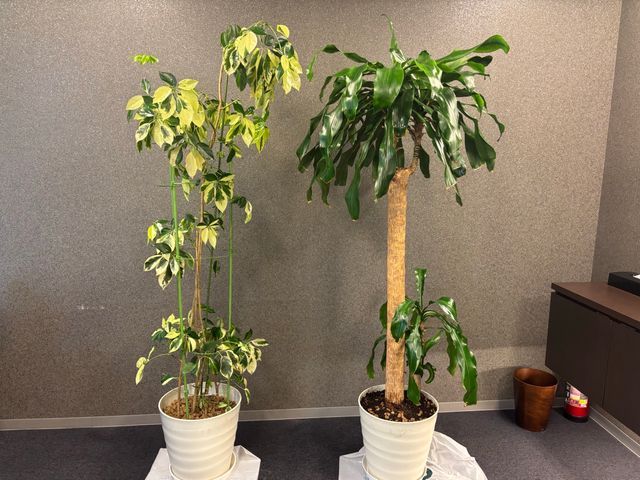 女性スタッフ同行します 居住空間を彩る植物のための鉢植え替えサービス