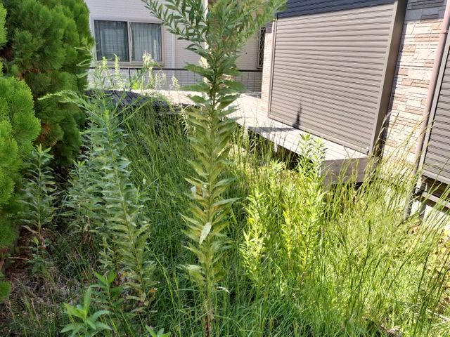 エンジン式草刈り機で雑草スッキリ★伸びすぎた芝や雑草でお困りのお客様へ!!