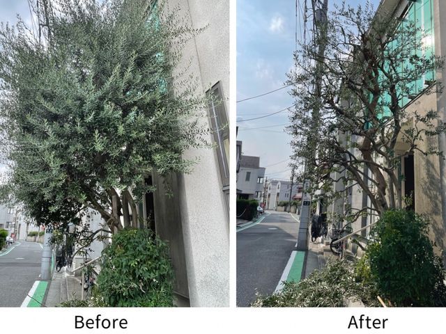 伸び放題の庭木、スッキリさせませんか?