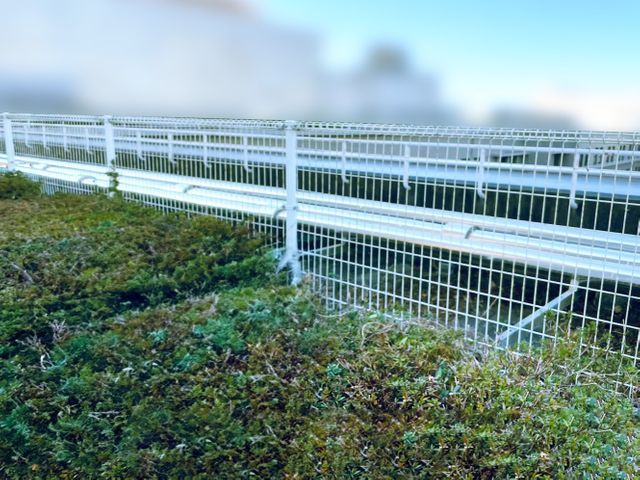 お困りの蔦(ツタ)綺麗に除去します!