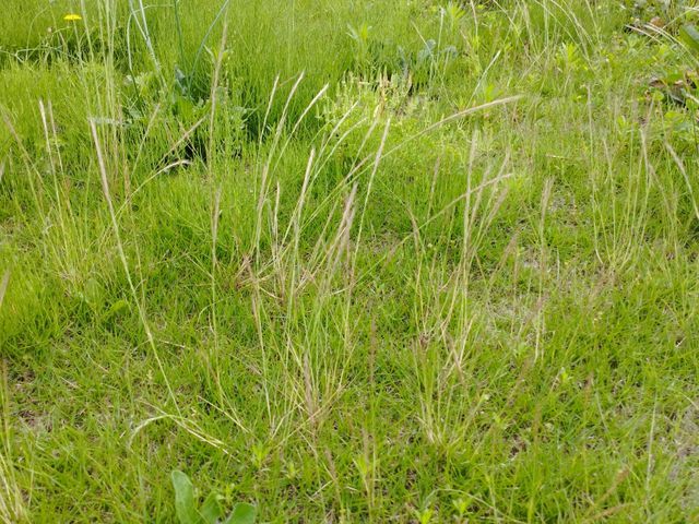 お庭お手入れ手で草むしり/除草剤散布 /防草シートなどお気軽にお声掛け下さい。