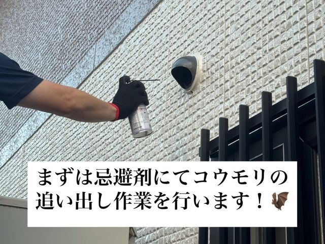 コウモリ駆除・侵入口封鎖工事(追い出し+消毒対応可)