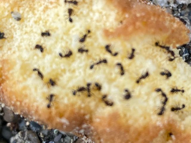 アリンコはどんどん入ってきて、気がついた時にはウジャウジャいてビックリだよ!
