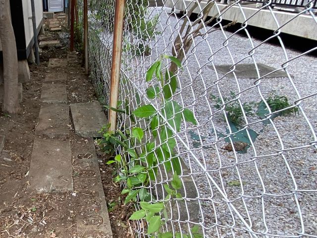 蔦の除草、処分