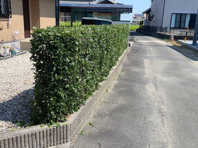 お庭の生垣綺麗に整えてすっきり!