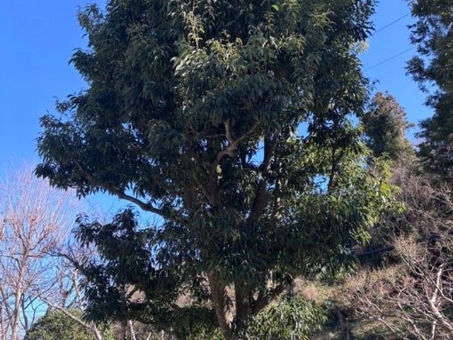 丁寧・迅速・リーズナブル!プロの庭木お手入れ