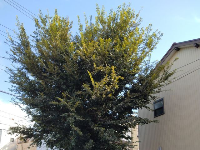 庭木の伐採・抜根をお任せください