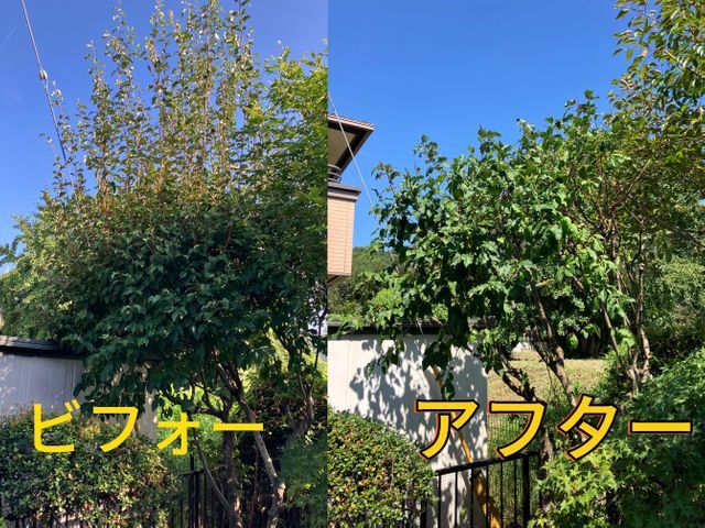 真心込めた庭木のお手入れ◆夫婦でご要望を丁寧に伺い、自然な仕上がりに整えます