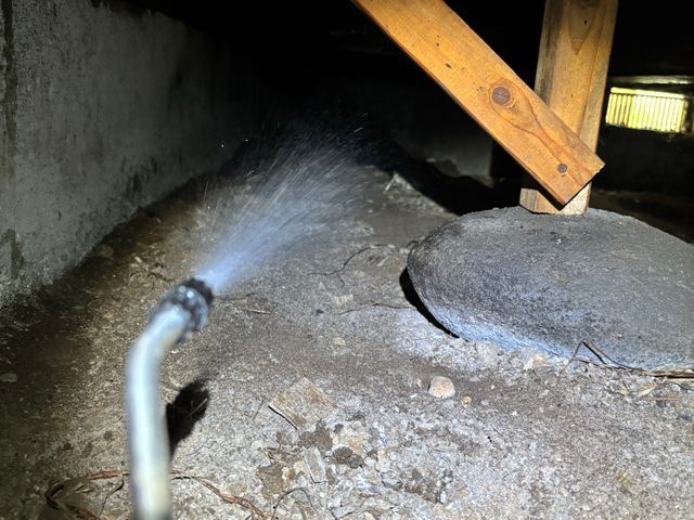 黒アリ、白アリ