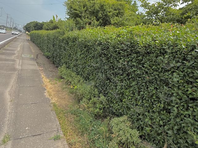 生垣の剪定おまかせ便|庭の緑を美しく整えます!