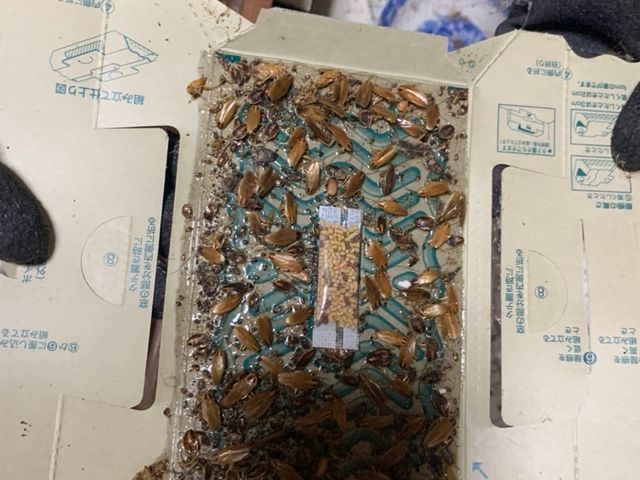 大手経験3年の実績!丁寧作業とアフターフォローで安心の対応 ゴキブリ駆除致します