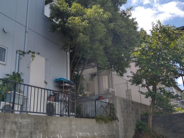 大木切ります