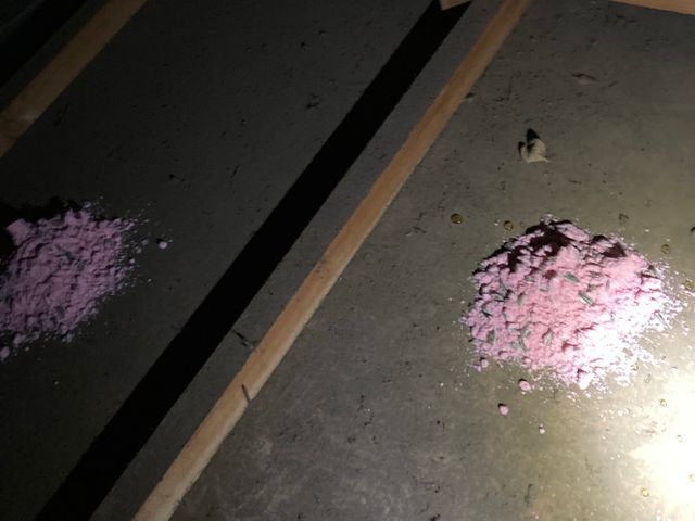 ネズミ駆除