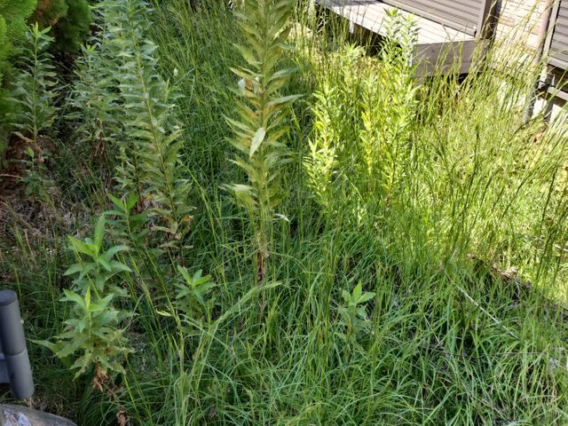 お家回りの草むしり!お隣さんの迷惑になる前にお任せ下さい!