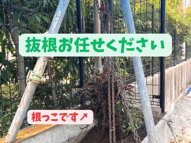 安全・迅速!伐採抜根掃除まで確実に綺麗に!
