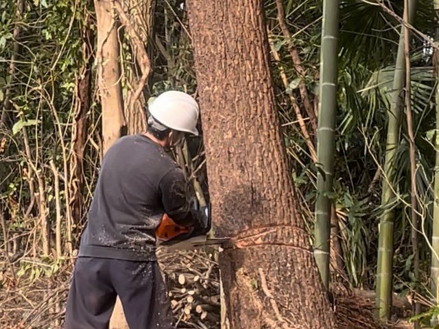 どんなに大きい木でも伐採可能!!まずはお問い合わせください!!