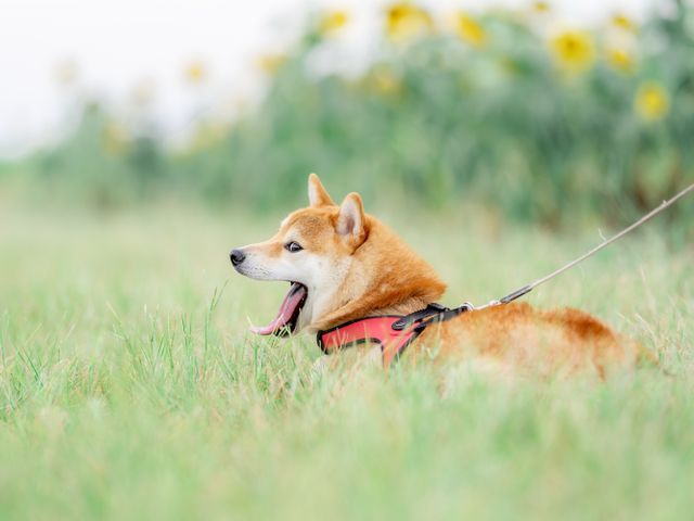 ワンちゃん・猫ちゃんの“いま”を、とびきり可愛く残します♪