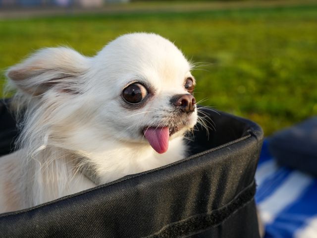 暮らしのマーケットご予約たくさんお礼割引【笑顔を引き出す匠の技!】