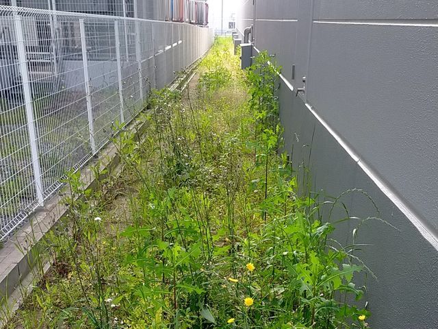 めんどくさい 草むしり作業致します