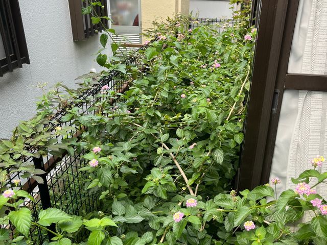 草むしり、草刈り