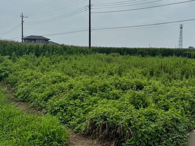 草刈り、伐採、大規模でもOK!