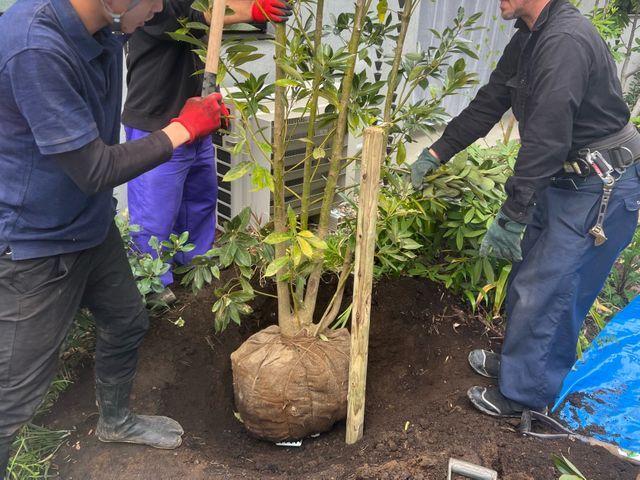 庭木の植替え•追加植栽