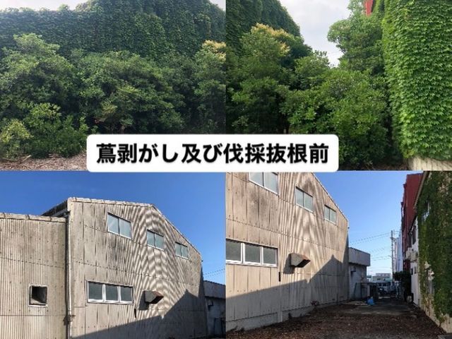 某有名スーパーの倉庫のツル剥がし実績あり!ロープを使用し、どんな場所でも作業可!