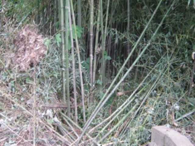 ◆【空き地】の「雑草」や「樹木」綺麗に処理!◆【竹林】も対応!◆見違えます!