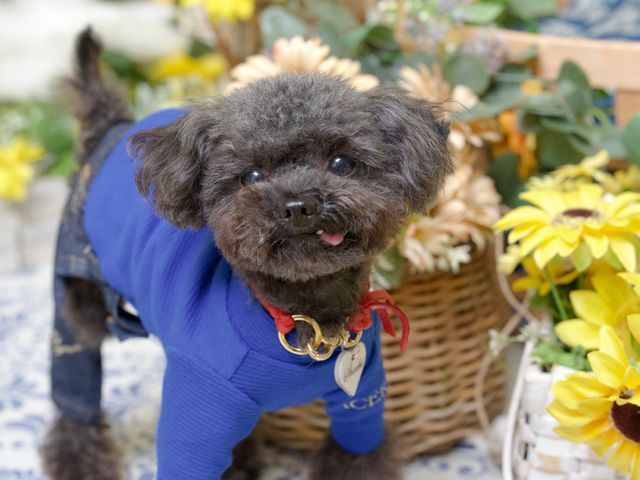 インスタフォロワー2万人!あなたのペットの最高の瞬間を引き出します