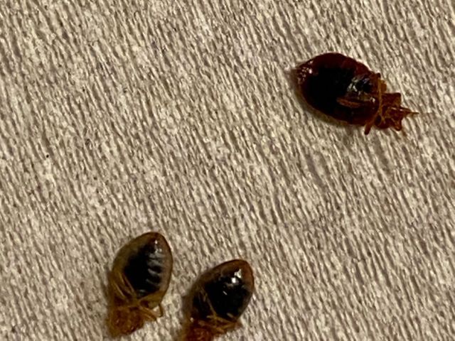 寝ている間に吸血されます。トコジラミ(南京虫)は、発見駆除が難しい虫です。
