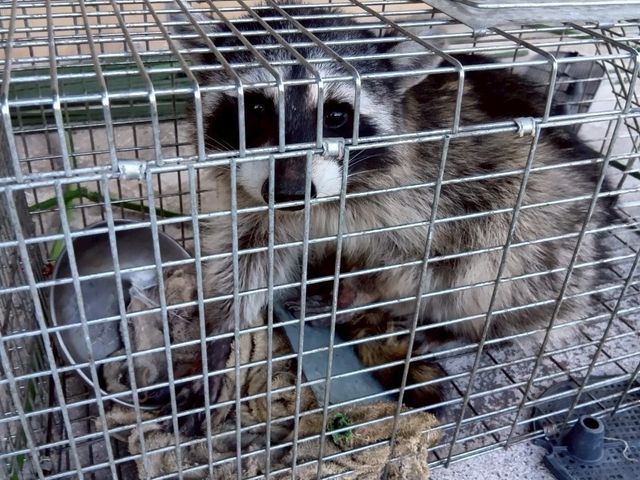 【中型害獣駆除の匠】駆除後も安心のサポートあり◎職人がお伺いします。
