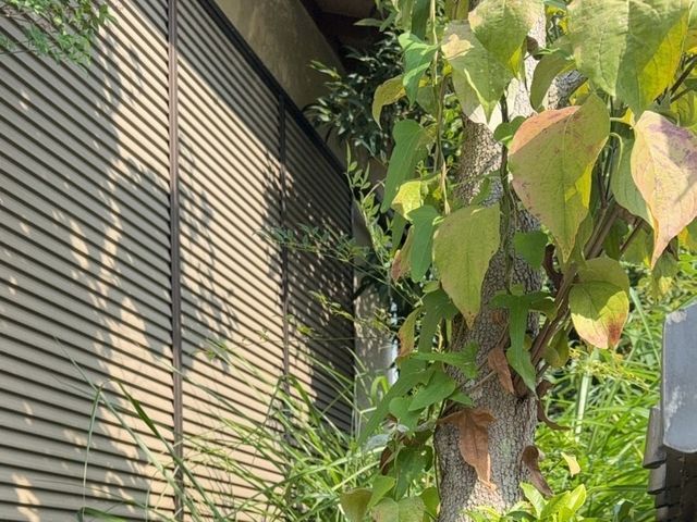 植栽剪定のことならお任せください。