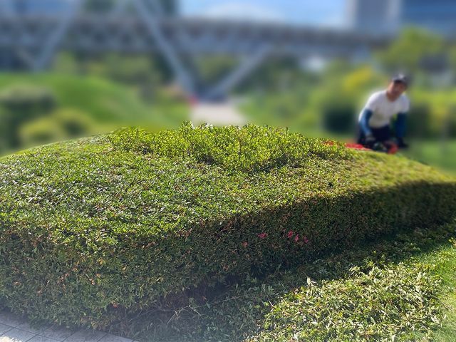 綺麗な仕上がり!年間管理多数実績あり!植え込み、生垣の剪定!
