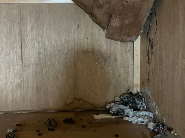 ハクビシン、アライグマ、イタチ駆除