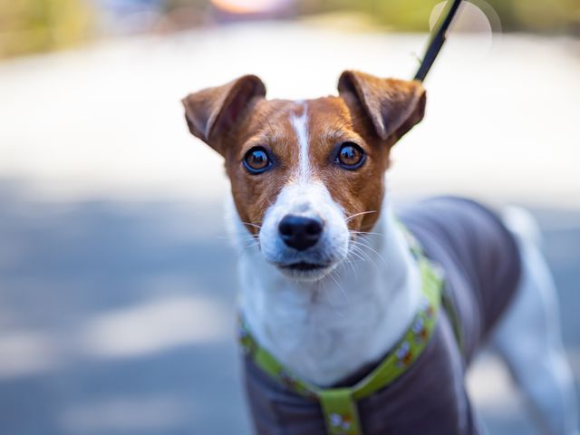 愛犬の個性と絆を残す|犬好き夫婦による出張ペット撮影