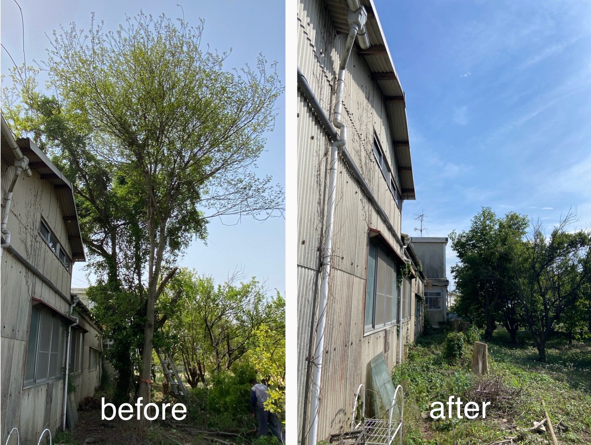 ふじみ野市の植木屋です‼️お見積もり即日でお伺い致します^_^ | Kichi