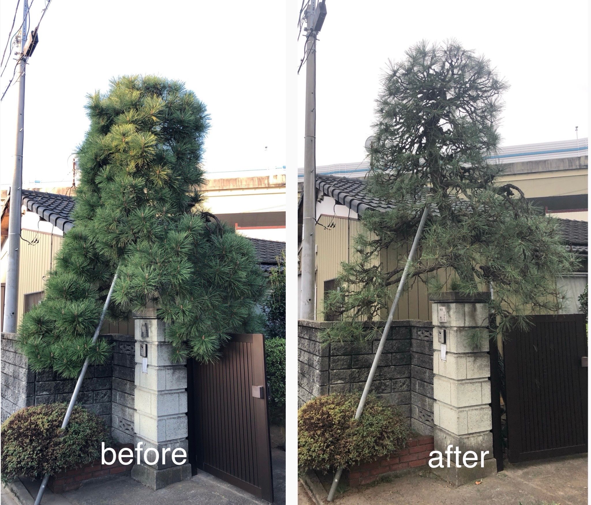 ふじみ野市の植木屋です‼️お見積もり即日でお伺い致します^_^ | Kichi