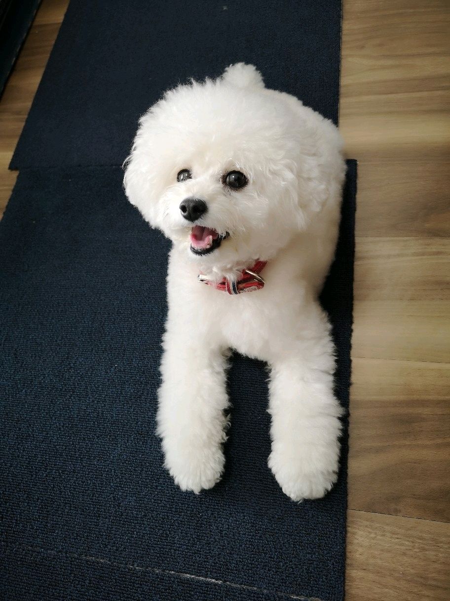 ビションフリーゼのにこちゃん Marry Tail くらしのマーケット