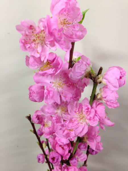 ひな祭り 桃の節句に必要不可欠な花桃の意味や由来 フラワーライフ研究会 くらしのマーケット