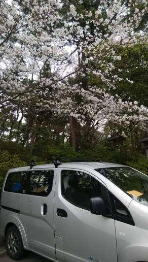 稲毛浅間神社 さくら満開 株式会社ぐらすふぃーるど くらしのマーケット