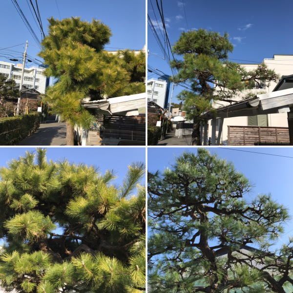松の剪定ができなく気がつくと間延びし樹形が乱れお困りの方が増えている フラワーライフ研究会 くらしのマーケット