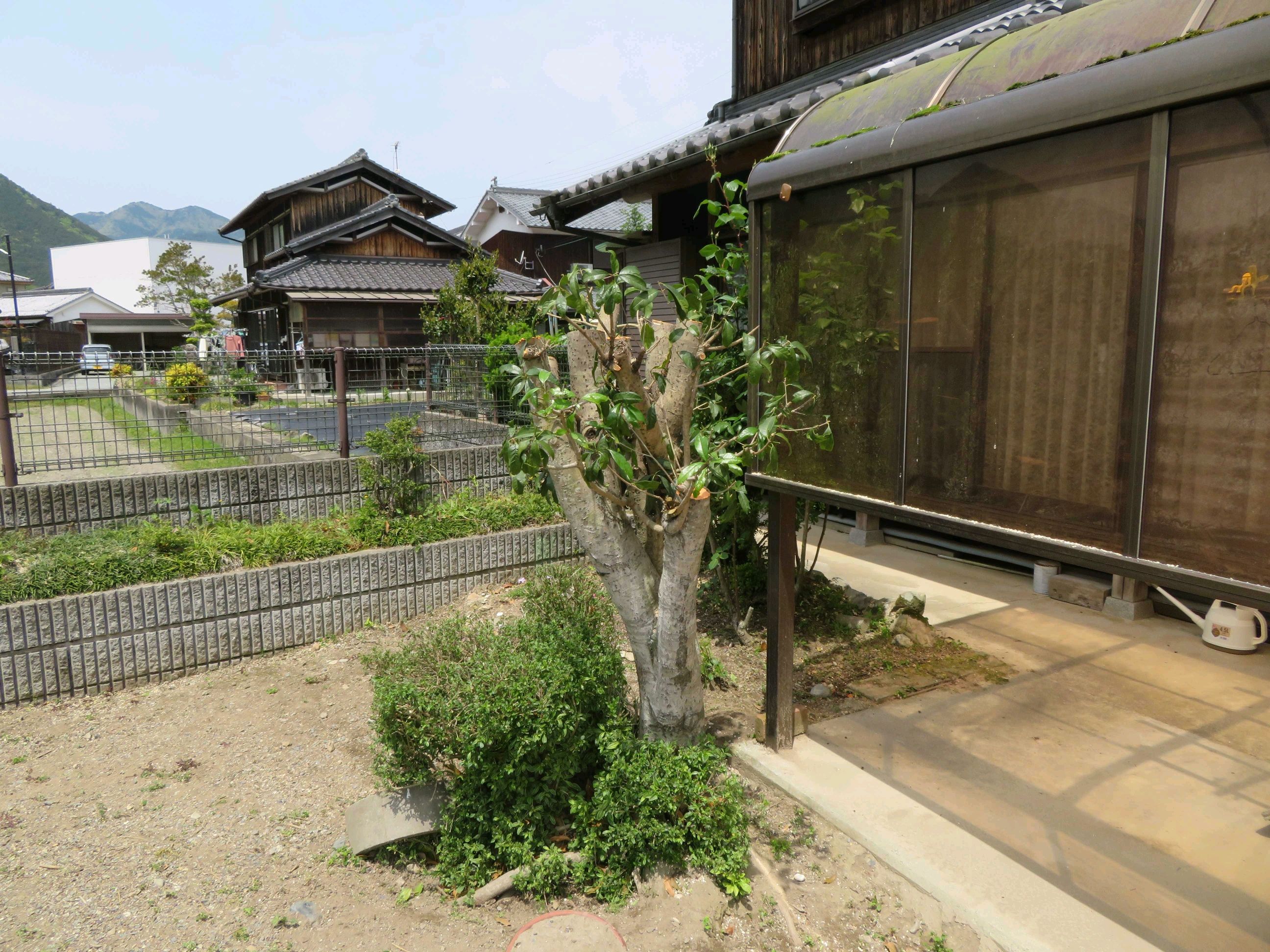 キンモクセイの強剪定 兵庫 まなびや くらしのマーケット