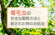 チャドクガなど毒毛虫の安全な駆除方法と刺された時の対処法 くらしのマーケットマガジン