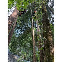 「くらしのエッセイ」＃7〜岩手でのアーボリストの仕事〜の前に〜の画像2