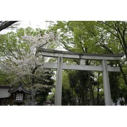 大国魂神社にお宮参り撮影で伺いました📸✨の画像1