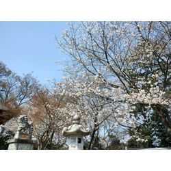 もう直ぐ桜ソメイヨシノが満開【春の花祭り】　伊勢崎市で草刈作業　〜群馬高崎の植木屋ゆうさんSortBlog〜の画像1