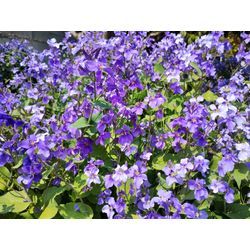 もう直ぐ桜ソメイヨシノが満開【春の花祭り】　伊勢崎市で草刈作業　〜群馬高崎の植木屋ゆうさんSortBlog〜の画像3