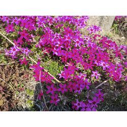 もう直ぐ桜ソメイヨシノが満開【春の花祭り】　伊勢崎市で草刈作業　〜群馬高崎の植木屋ゆうさんSortBlog〜の画像2